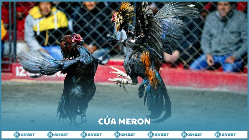 Cua Meron