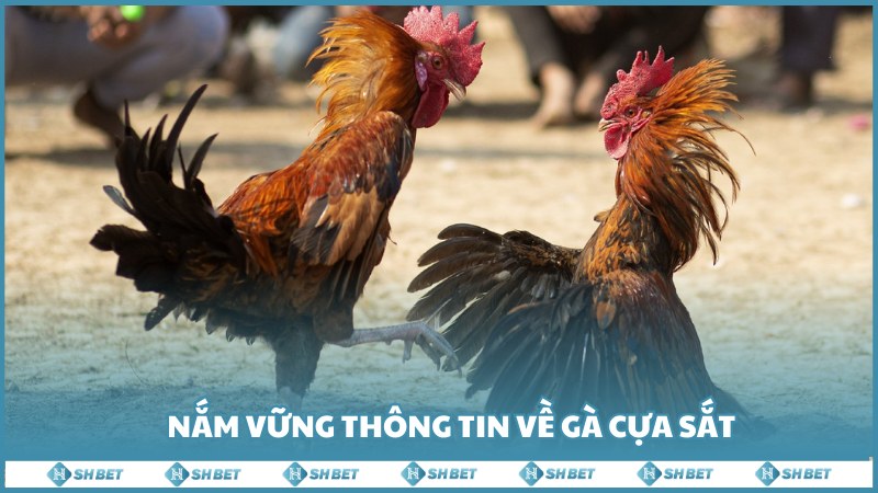 Nam Vung Thong Tin Ve Ga Cua Sat