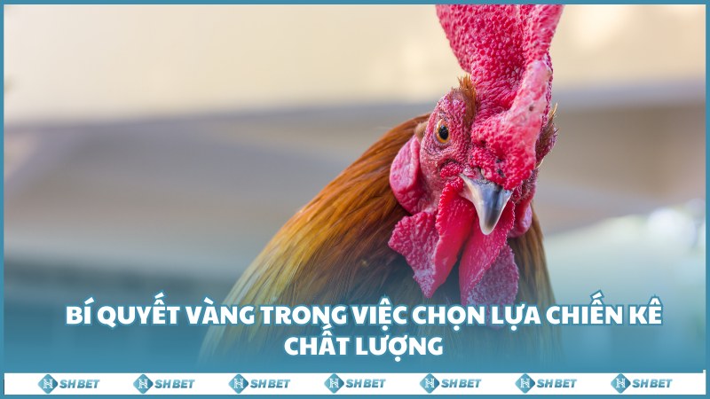 Nhung Bi Quyet Vang Trong Viec Chon Lua Chien Ke Chat Luong