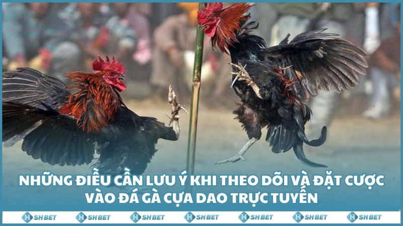 Nhung Dieu Can Luu Y Khi Theo Doi Va Dat Cuoc Vao Da Ga Cua Dao Truc Tuyen